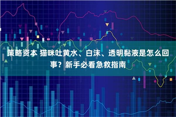 策略资本 猫咪吐黄水、白沫、透明黏液是怎么回事？新手必看急救指南
